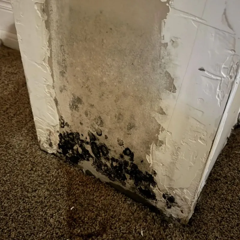 Professional Mold Removal in Tuolumne City, CA